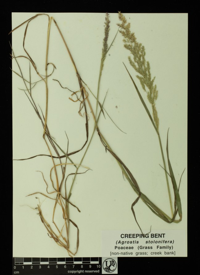 Agrostis_stolonifera