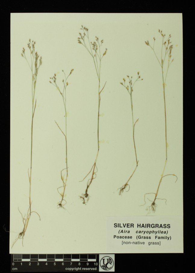 Aira_caryophyllea