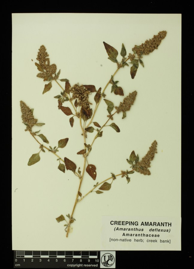Amaranthus_deflexus