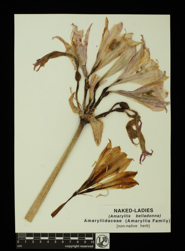 Amaryllis_belladonna