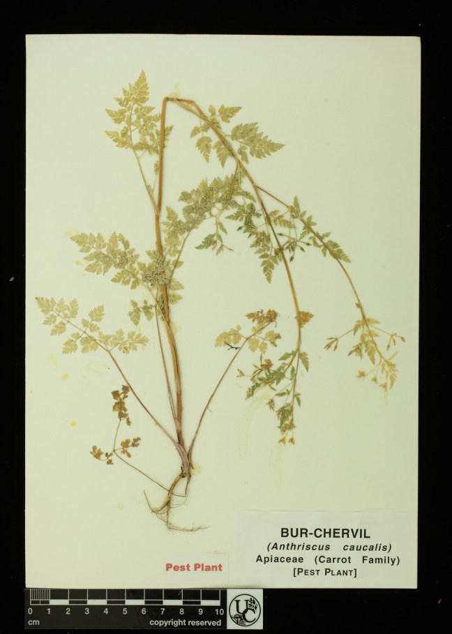 Anthriscus_caucalis