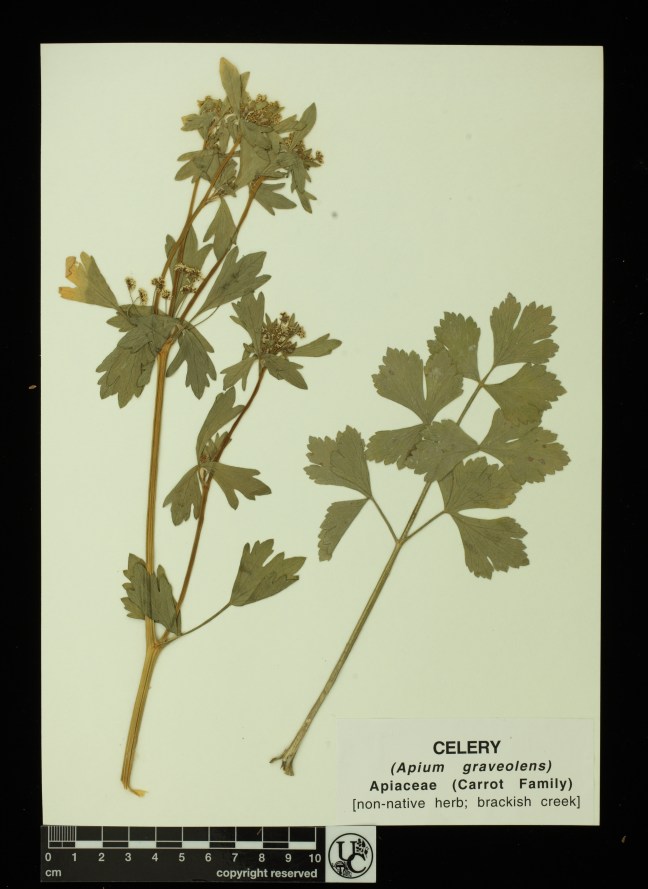Apium_graveolens