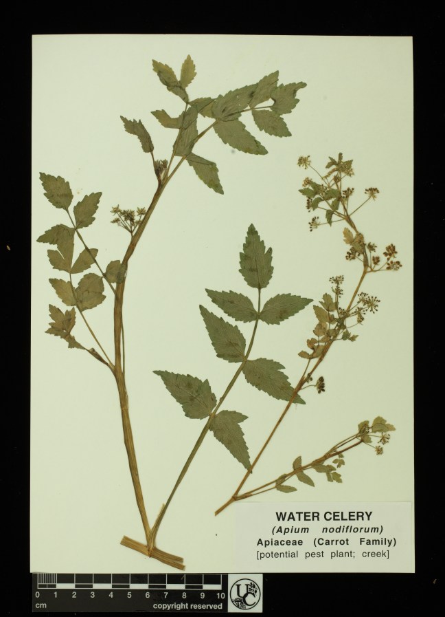 Apium_nodiflorum