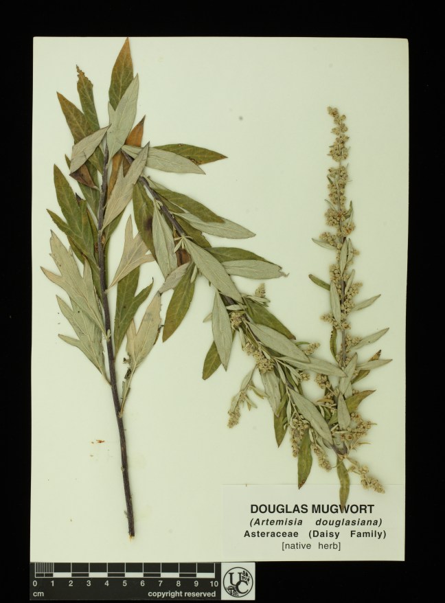 Artemisia_douglasiana