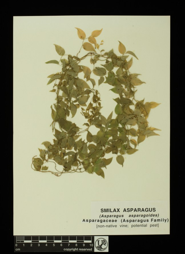 Asparagus_asparagoides