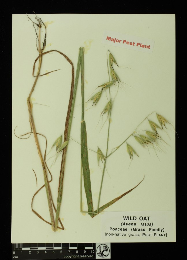 Avena_fatua