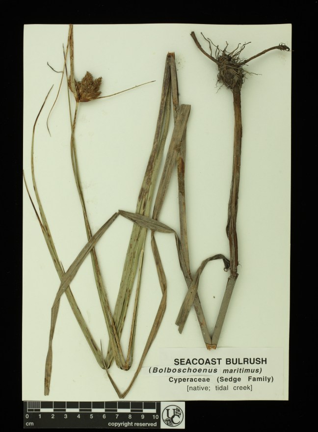 Bolboschoenus_maritimus