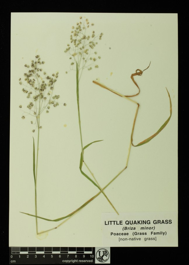 Briza_minor
