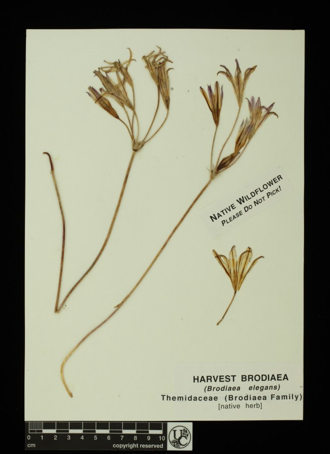 Brodiaea_elegans