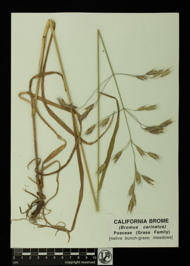Bromus_carinatus