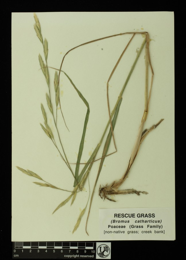 Bromus_catharticus