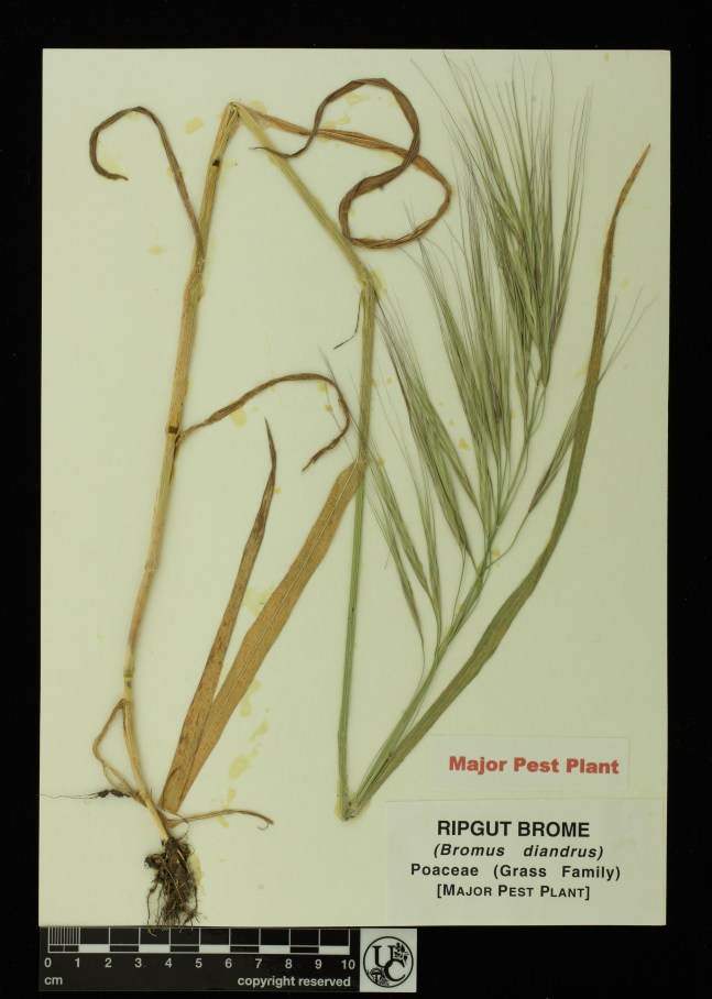 Bromus_diandrus