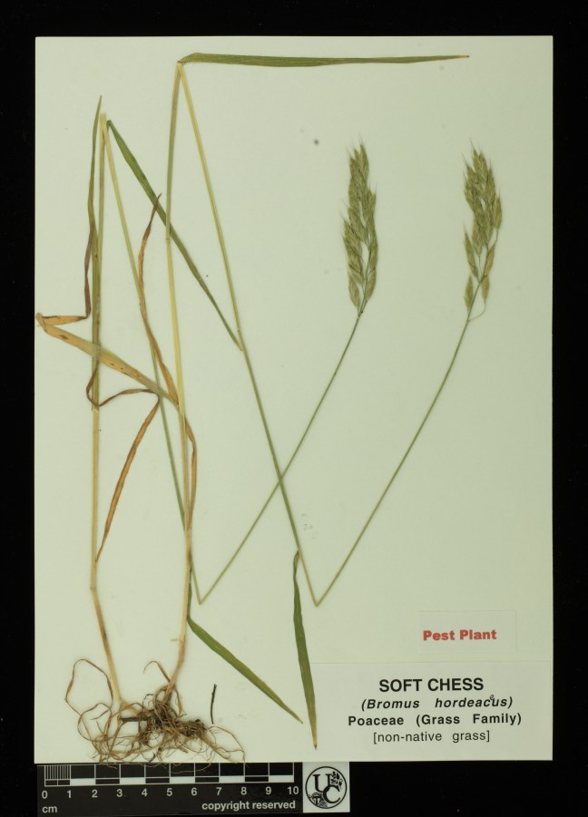 Bromus_hordeaceus