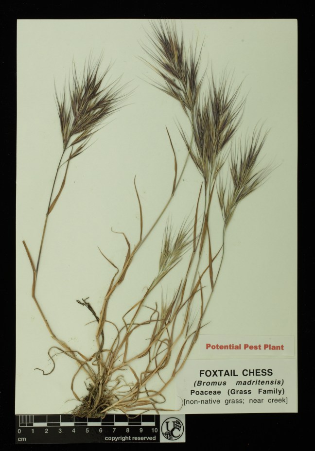 Bromus_madritensis