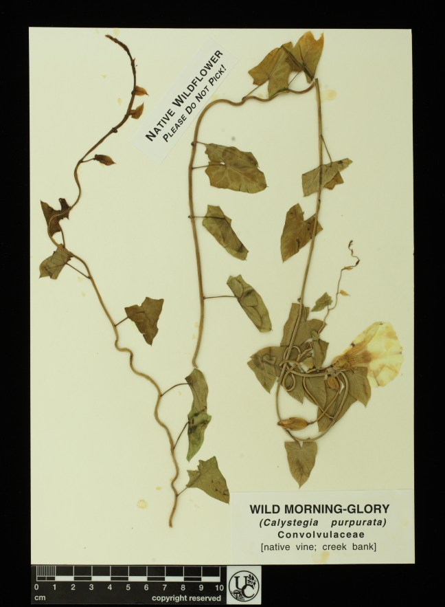 Calystegia_purpurata