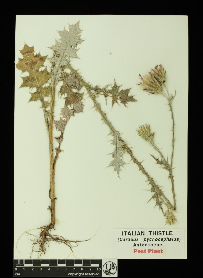 Carduus_pycnocephalus