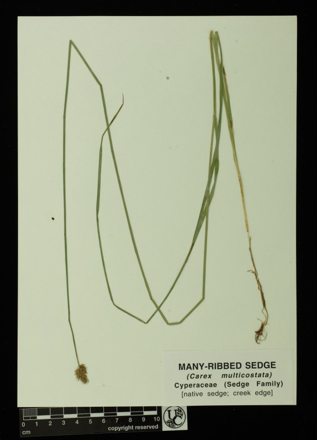 Carex_multicostata