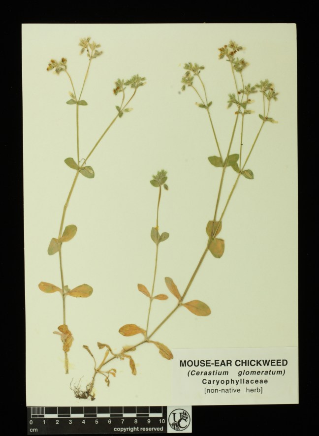 Cerastium_glomeratum