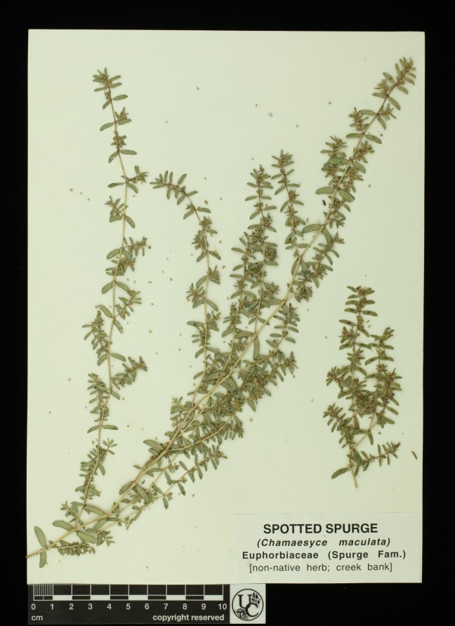 Chamaesyce_maculata