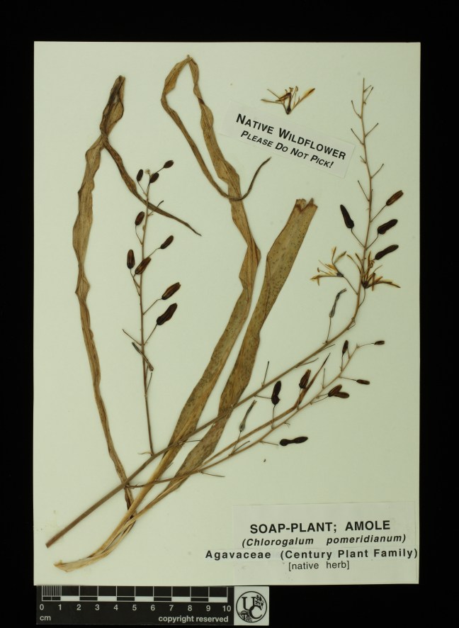 Chlorogalum_pomeridianum