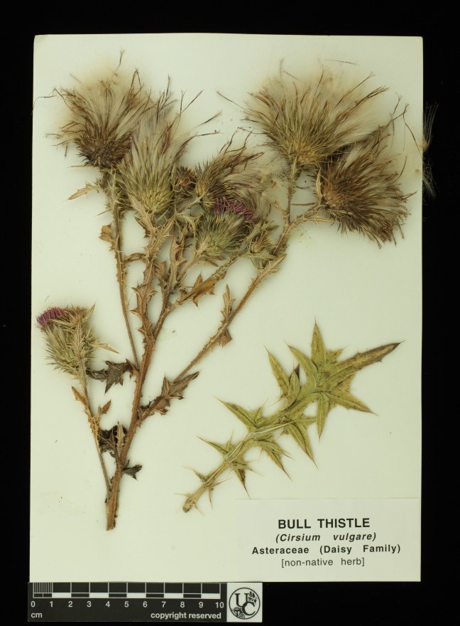 Cirsium_vulgare
