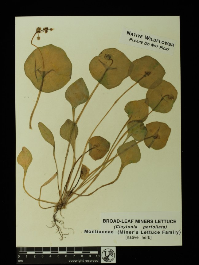 Claytonia_perfoliata