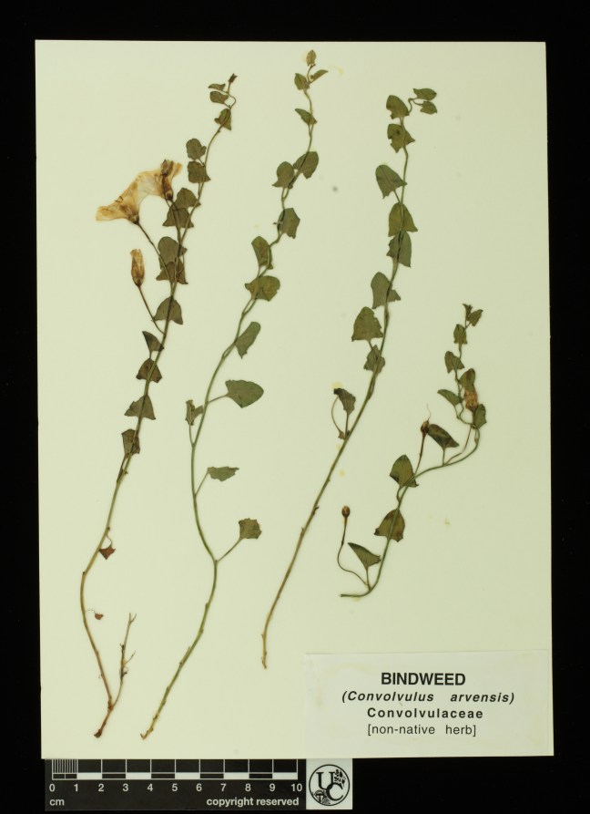 Convolvulus_arvensis
