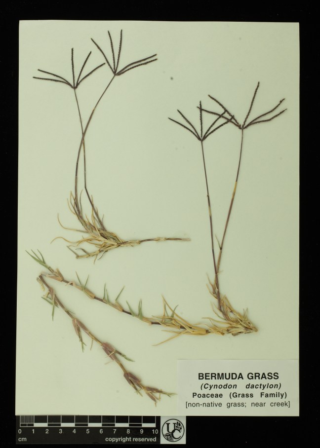 Cynodon_dactylon