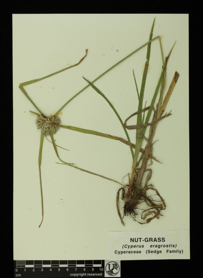 Cyperus_eragrostis