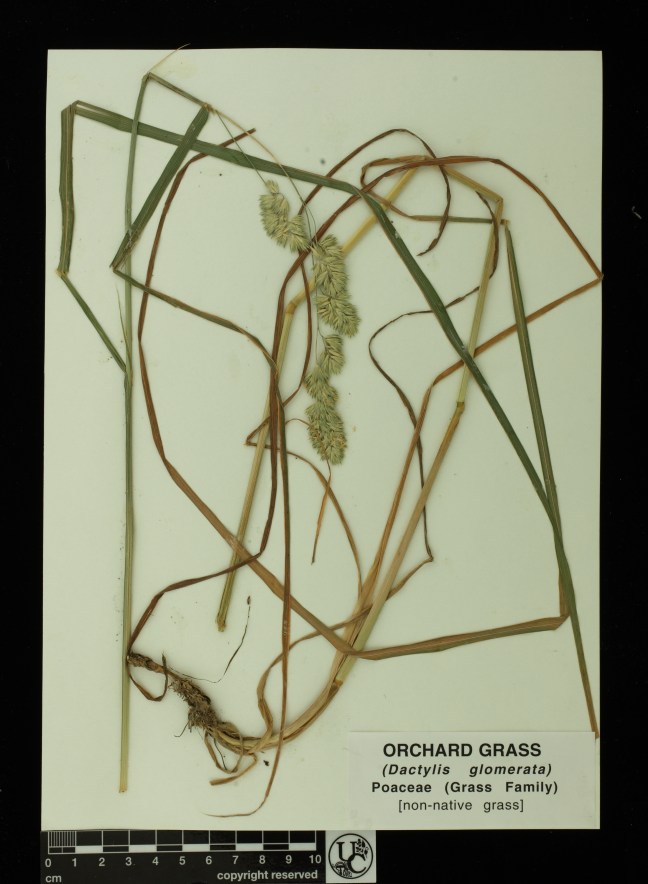 Dactylis_glomerata