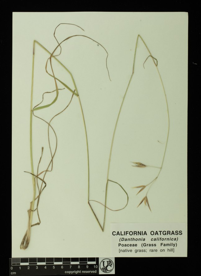 Danthonia_californica