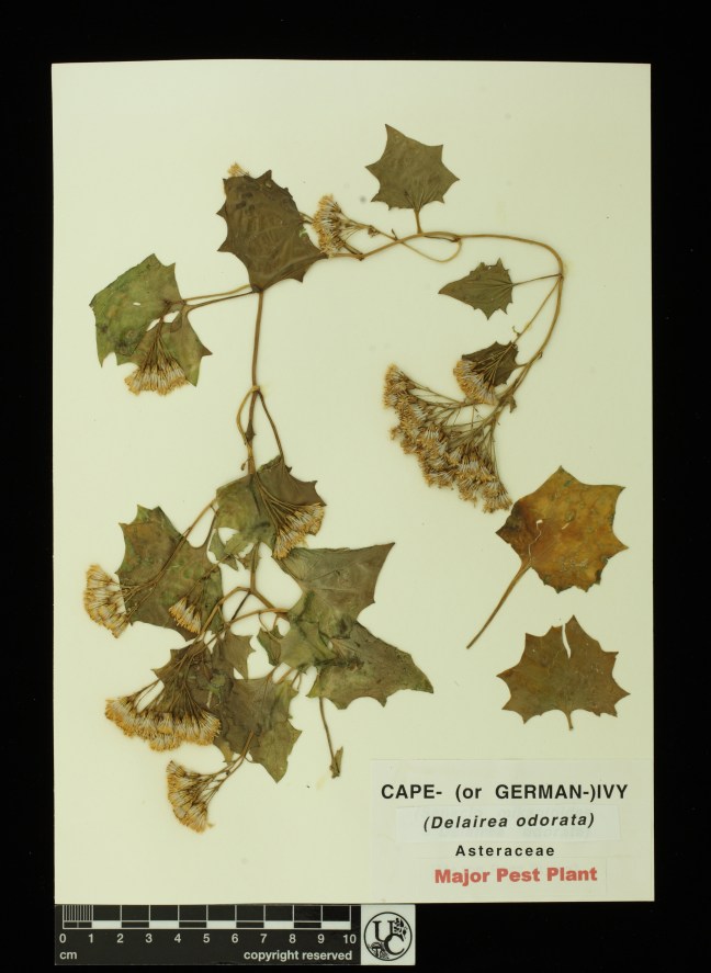Delairea_odorata