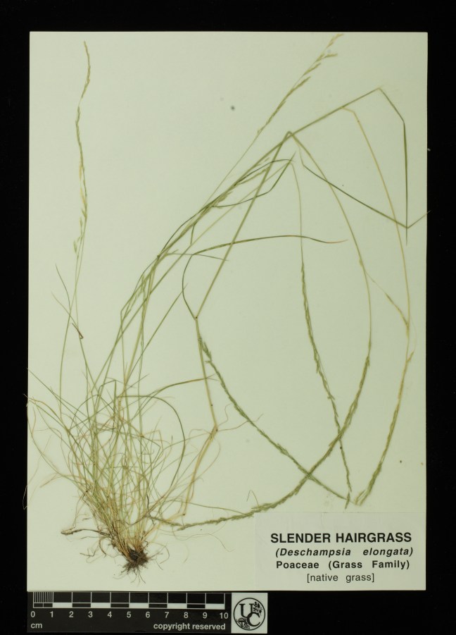 Deschampsia_elongata