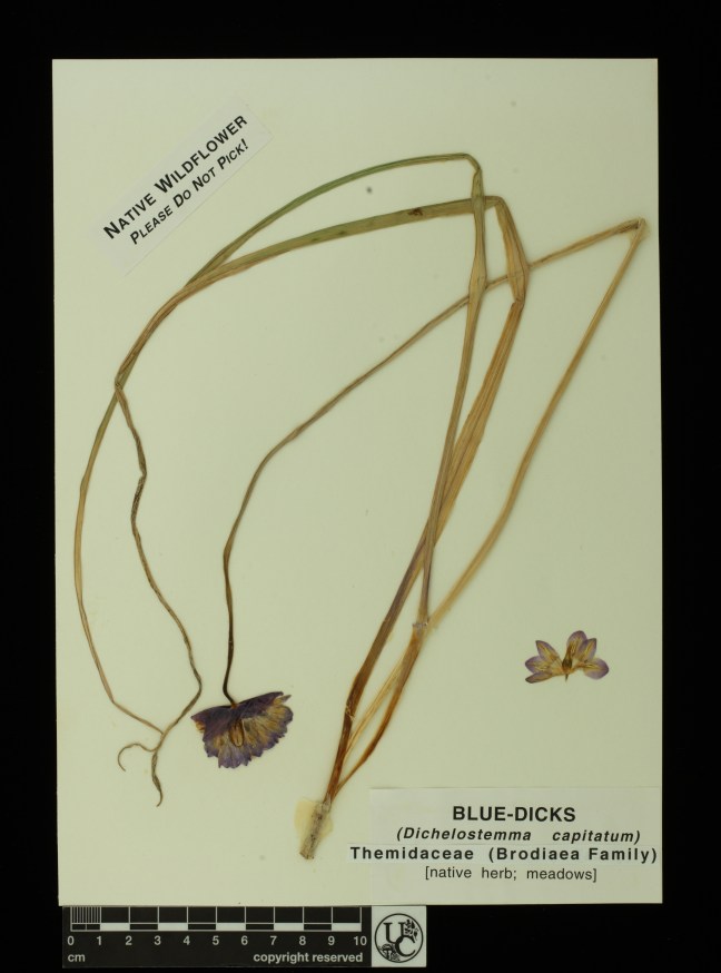 Dichelostemma_capitatum