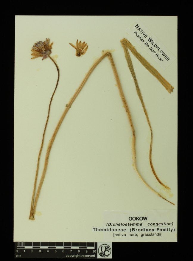 Dichelostemma_congestum
