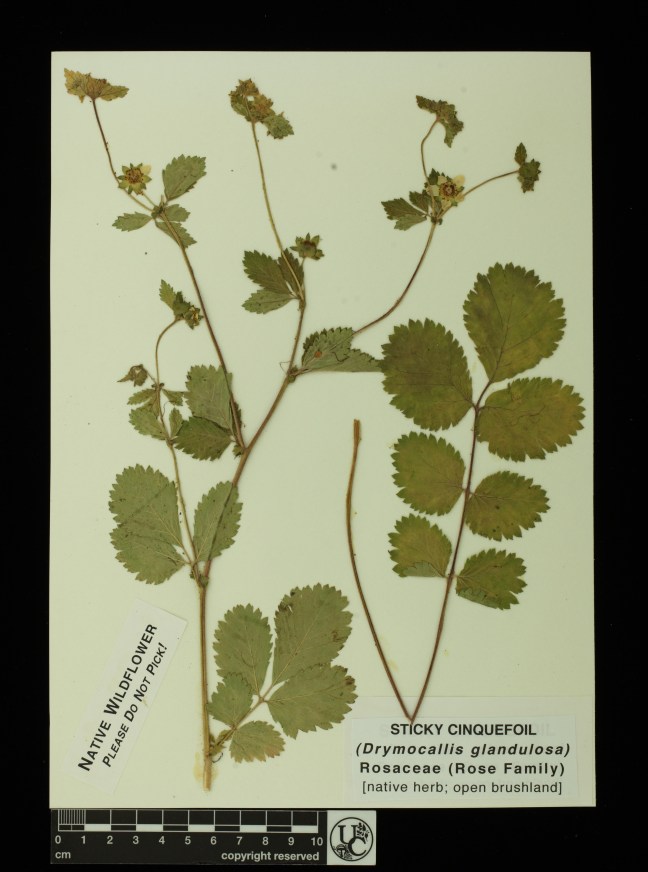 Drymocallis_glandulosa