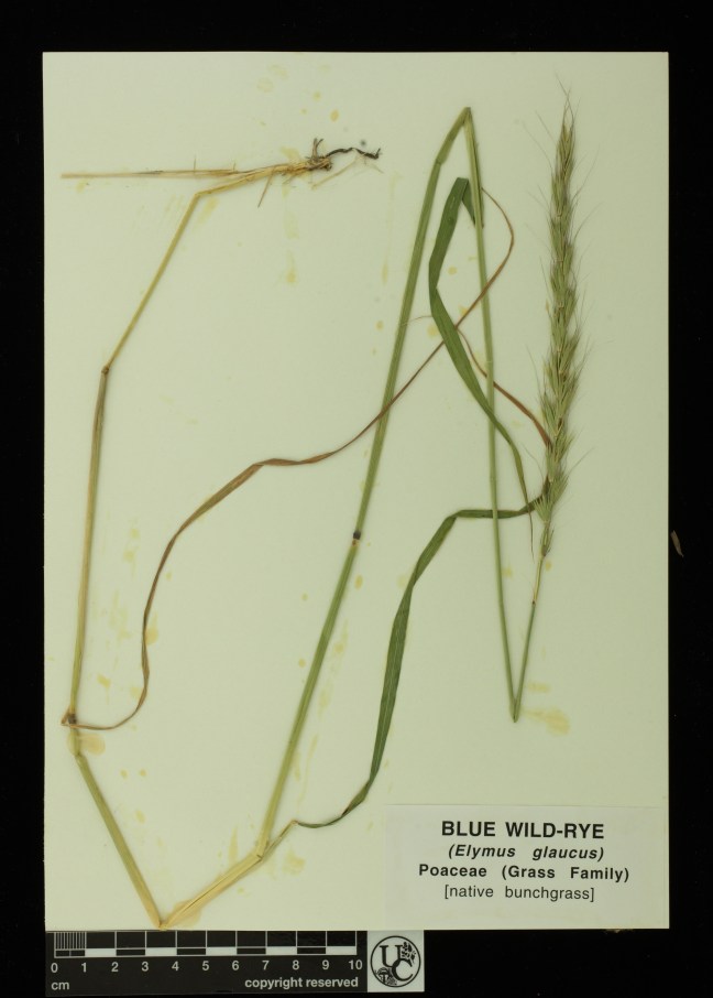 Elymus_glaucus