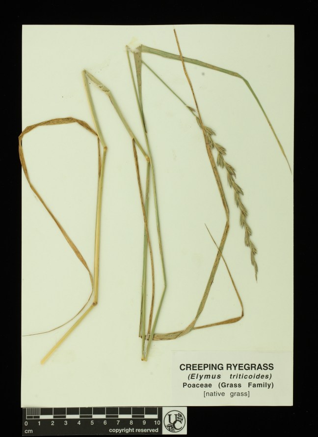 Elymus_triticoides