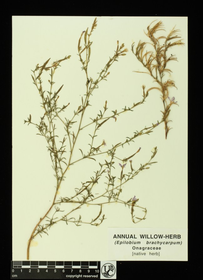 Epilobium_brachycarpum