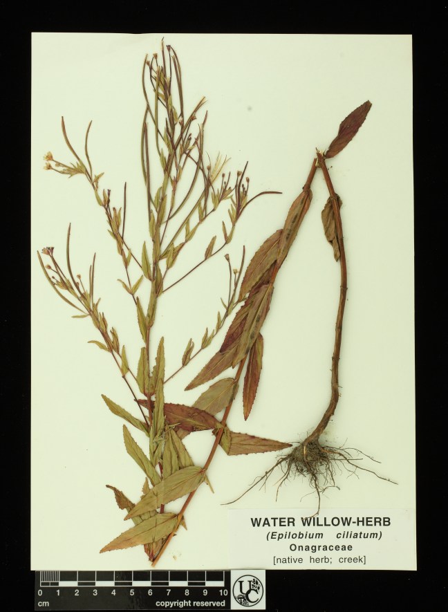 Epilobium_ciliatum