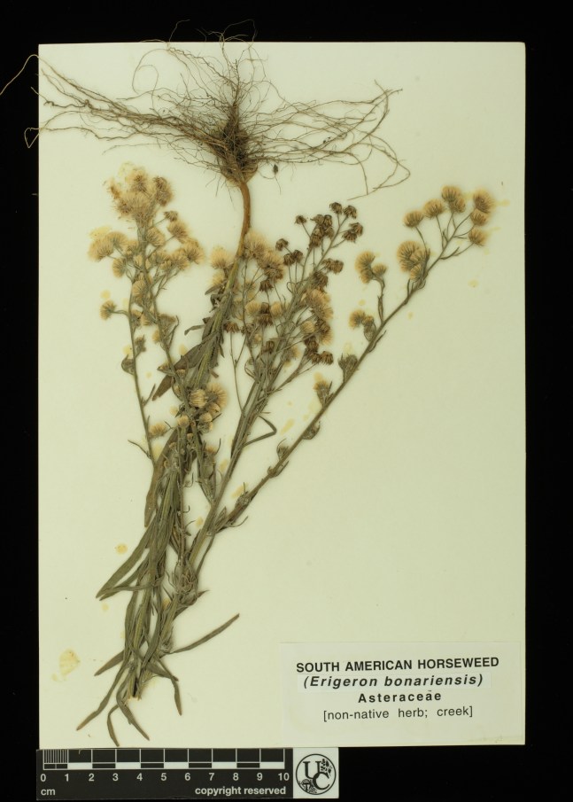 Erigeron_bonariensis