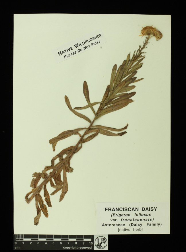 Erigeron_foliosus_v_franciscens