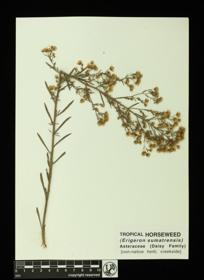 Erigeron_sumatrensis2