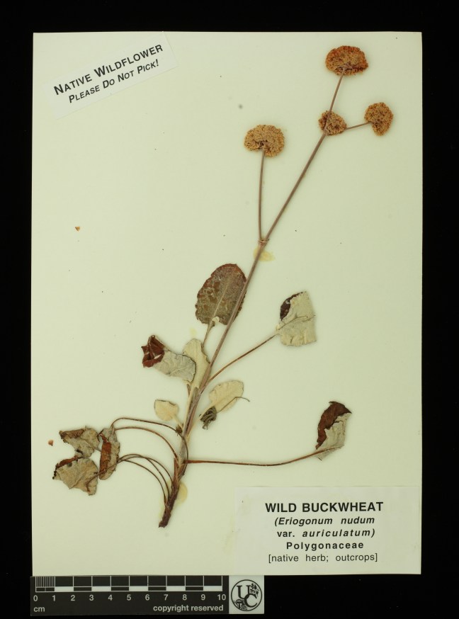 Eriogonum_nudum_v_auriculatum