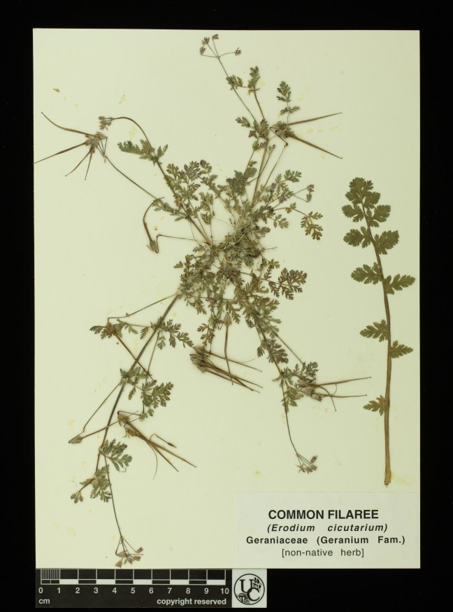 Erodium_cicutarium