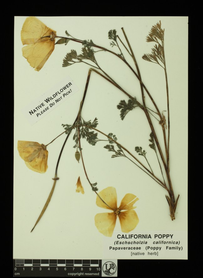 Eschscholzia_californica