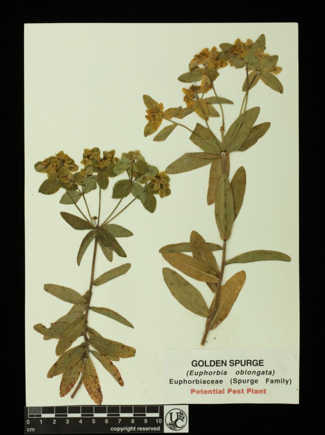 Euphorbia_oblongata
