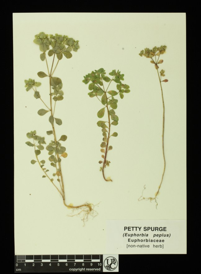 Euphorbia_peplus