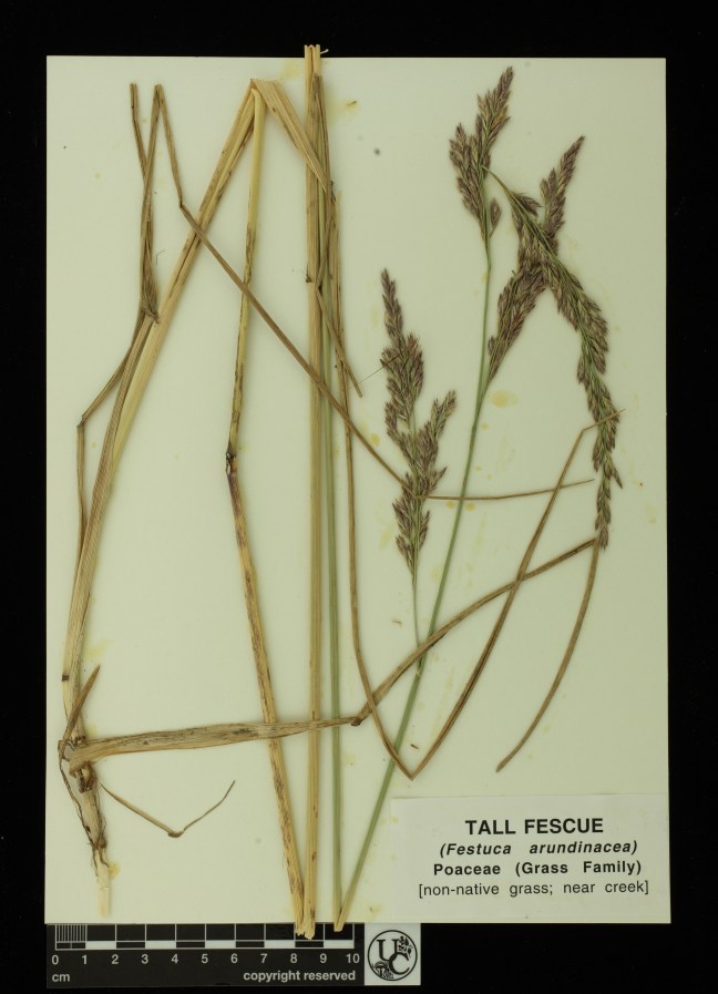 Festuca_arundinacea