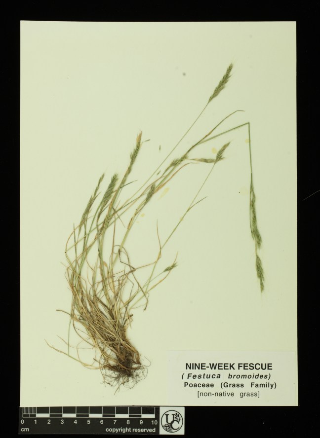 Festuca_bromoides